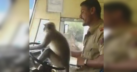 Le singe a fait une partie du trajet assis sur le volant.