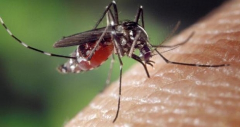 Le moustique est le vecteur de la dengue.