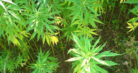 Au total, les limiers ont déraciné 216 plants de cannabis et saisi 283 graines.