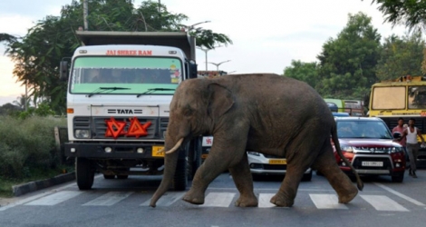 Un éléphant traverse une route à Baragoan, dans l'État indien du Guwahati, le 9 août 2018.