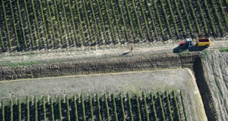 Une vue aérienne prise le 24 septembre durant la récolte d'un vignoble de Saint-Emilion.