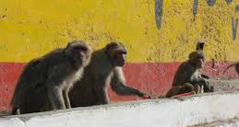 Les attaques de singes seraient de plus en plus répandues à Agra.