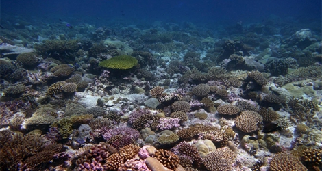  Les coraux dans le lagon de Peros Banhos. © Anne Sheppard, Chagos conservation trust 