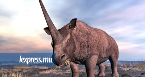 Ce gros rhinocéros a disparu de la Terre il y a des milliers d’années. Il est surnommé la «licorne de Sibérie»