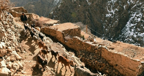  Photo prise le 3 mars 2016 montrant un berger et son troupeau de chèvres dans le village de Taghzirt dans les montagnes du Haut-Atlas, dans le sud du Maroc