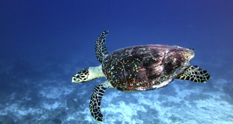 La tortue imbriquée, qui évolue dans la «Marine Protected Area» des Chagos, est en danger critique.