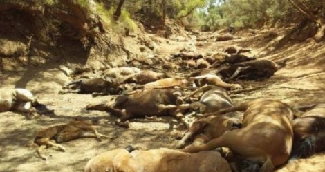 Ralph Turner, un habitant d’Alice Springs, a posté sur les réseaux sociaux des photos de chevaux sauvages retrouvés morts dans l’arrière-pays.
