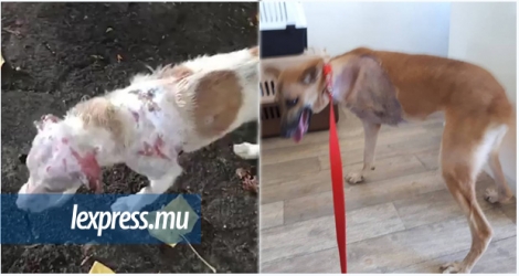 Dodo et Félix sont deux chiens qui ont récemment été victimes d’une grande cruauté.