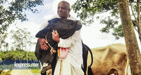 Rajendrapersad Boodhun, qui est contre l’abattage des vaches, en possède 60.