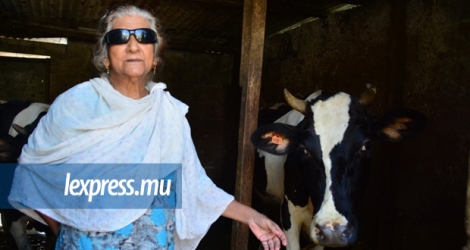 Nazmoon Bholah a élevé des vaches pendant 47 ans et ne compte pas s’arrêter de sitôt.