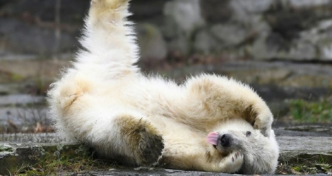 Les premiers pas d'une oursonne polaire au Tierpark de Berlin le 15 mars 2019.