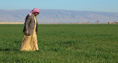 Mehdi Abou Enad, un agriculteur irakien de confession sunnite, dans son champ de Sinjar, dans le nord du pays, le 5 février 2019.