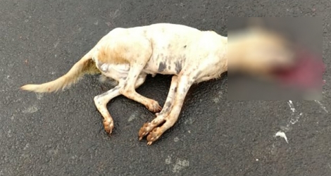 Une vidéo a été postée sur Facebook vendredi 5 avril, montrant un chien errant mort…