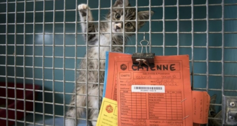 Un chaton dans un refuge de la SPA, le 21 août 2018 à Gennevilliers.