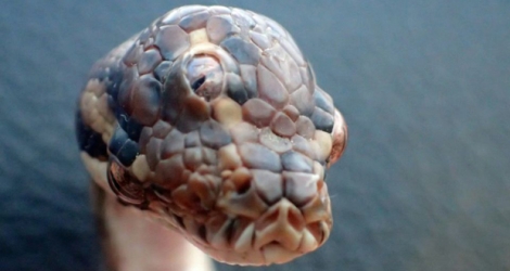 Un serpent à trois yeux découvert fin mars dans le nord de l'Australie. Les gardes forestiers l'ont baptisé 