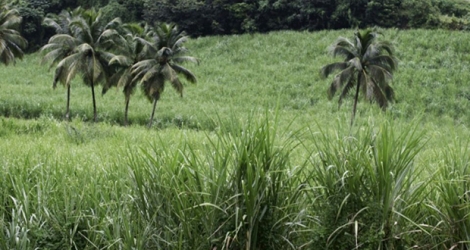 Un champ de cannes à sucre, le 1er novembre 2005 à Rivière-Pilote, en Martinique.