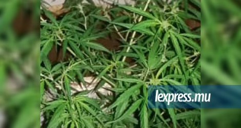 Les plantes de cannabis sont estimées à Rs 54 000.