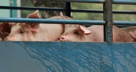 Des porcs importés de Chine continentale attendent une inspection sanitaire à Hong Kong, en avril 2012.
