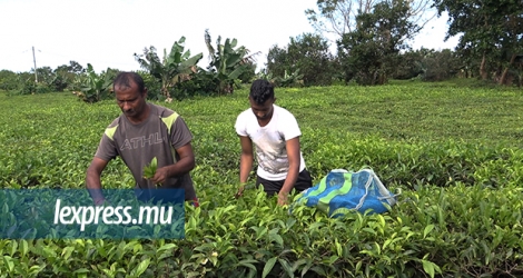 Depuis deux ans, Sandeep Pudaruth, 20 ans, travaille avec son père dans des champs de thé, à Nouvelle-France.