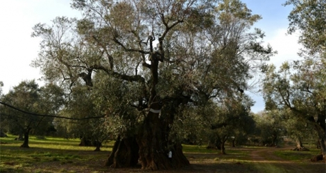 Un olivier partiellement infecté par la Xylella Fastidiosa, dans les Pouilles en Italie, le 11 février 2016.