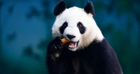 Cette photo d'archive prise le 20 décembre 2017 montre un panda en train de manger, dans le Jardin zoologique de la forêt de Shenyang, en Chine.