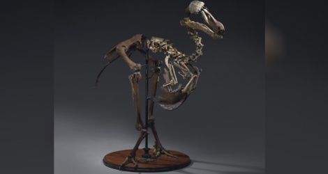 (Photo d'illustration) Bientôt à Londres se tiendra la plus importante vente d’un squelette entier de dodo.