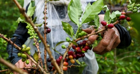 Récolte de café à Santuario, en Colombie, le 10 mai 2019.