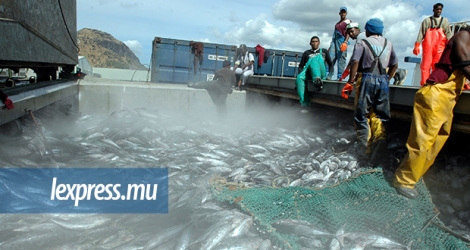Débarquement de thons, à Port-Louis, des poissons qui foisonnent près des Chagos.