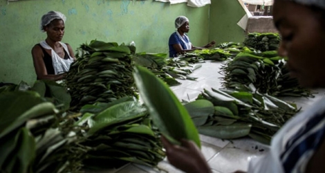 Des employés de Congo Bio Végétal conditionnent des feuilles de manioc à Kinshasa le 10 juin 2019.