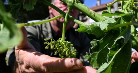 Un viticulteur montre une grappe endommagée par les intempéries à la Roche-de-Glun, le 16 juin 2019 dans la Drôme.