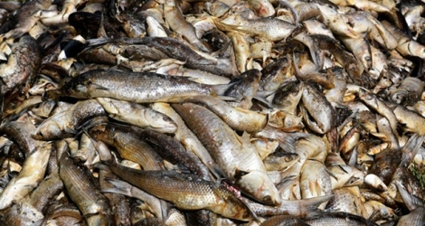 Des milliers de poissons morts dans l'étang de Bolmon, à Marignane (Bouches-du-Rhône), près de Marseille, le 1er juillet 2019.