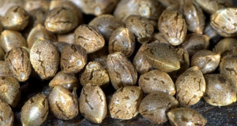 155 graines de cannabis ont été retrouvées chez un suspect et 3524 graines chez un autre. 
