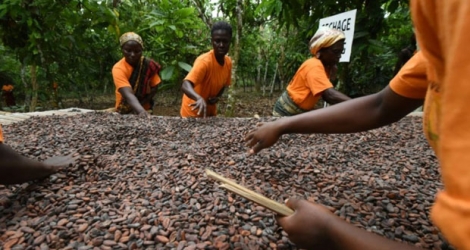 Des membres d'une coopérative agricole mettent du cacao à sécher dans une ferme près d'Adope, en Côte d'Ivoire, le 17 avril 2019.