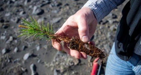 Adalsteinn Sigurgeirsson, directeur adjoint du Service forestier islandais, exhibe un plant d'arbre qui va être replanté dans un champ de lave, le 21 mai 2019.