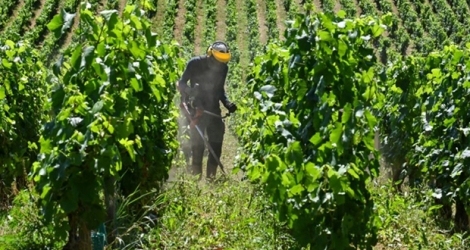 Travaux dans les vignes à Chardonnay, le 10 juillet 2019 dans le village de Chardonnay (Saône-et-Loire).