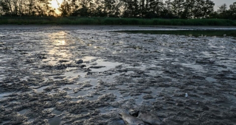 La rive d'un étang de Villars-les-Dombes le 24 juillet 2019.