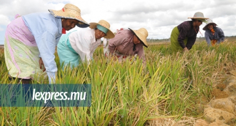 La riziculture entreprise par Vita Rice Ltd.