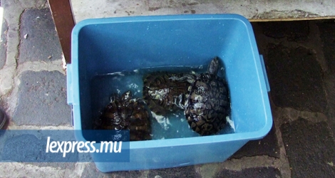 Après les boites de sardines, les bacs de tortues…