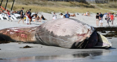 Une baleine échouée sur la plage de Penmarc'h le 13 août 2019.