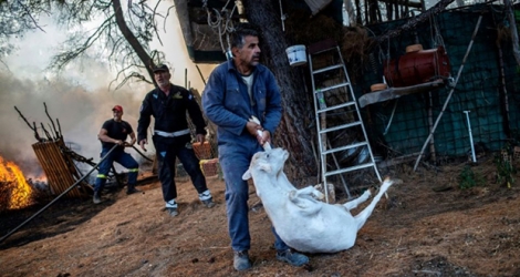 Un paysan tente de sauver une chèvre alors qu'un incendie fait rage autour du village de Makrimalli sur l'île grecque d'Eubée le 14 août 2019.