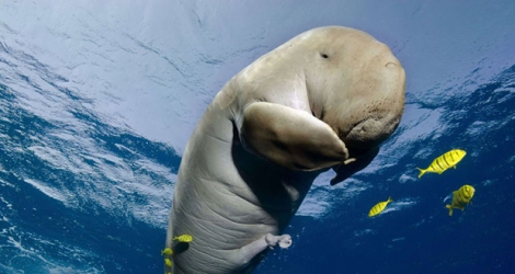 Mariam, un bébé dugong, est morte dans la nuit de vendredi à samedi d'une infection aggravée par des déchets plastiques.