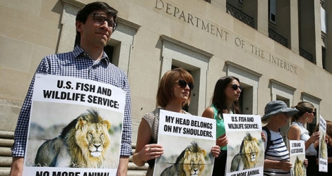 En août 2015 à Washington DC, des militants de l'association de défense des droits des animaux Peta appellent à la fin de la chasse aux trophées après la mort du lion Cecil au Zimbabwe.