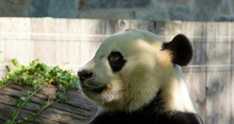 Le panda géant Bei Bei fête son 4e anniversaire au zoo de Washington, le 22 août 2019.