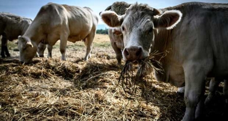 Foin donné aux vaches dès le mois de juillet dans une ferme touchée par la sécheresse à Crevant-Laveine, dans le Puy-de-Dome, à l'été 2019 Photo JEAN-PHILIPPE KSIAZEK. AFP