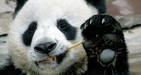 Chuang Chuang, a beloved giant panda on loan to Thailand from China, died in a Chiang Mai zoo aged 19.