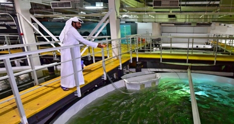 Badr ben Moubarak, directeur général de la ferme piscicole «Fish Farm», à Dubaï, nourrit des saumons le 15 octobre 2019.