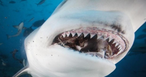 [Photo illustration] Une main retrouvée lors de «l’autopsie» d’un requin tigre.