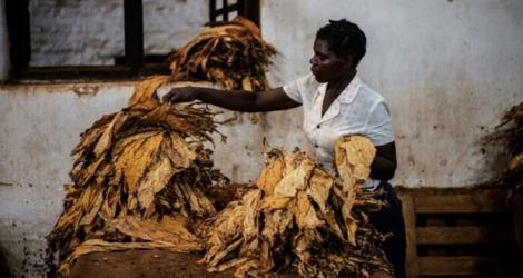 Une employée de la Malawian Tobacco Farm trie des feuilles de tabac le 19 mai 2014 à Zomba, dans le sud du Malawi.