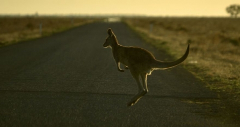 Un Australien accusé d'avoir délibérément tué au moins vingt kangourous au volant de son véhicule a réussi mardi à éviter la prison après avoir plaidé coupable de cruauté envers des animaux.