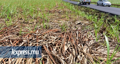 Plus d’un mois que 700 tonnes de cannes à sucre coupées sont laissées dans des champs du SIT Land Holdings, à La Flora, Britannia et Mon-Trésor.